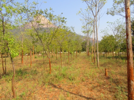  #FarmLands With #Sandalwood Plantation #PlotsforSale Near Ithepalli - Benguluru Highway, #Tirupati